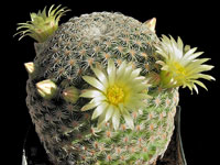 Mammillaria solisioides