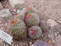 Mammillaria sonorensis