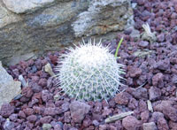 Mammillaria geminispina