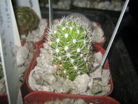 Mammillaria sphacelata