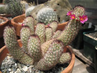 Mammillaria sphacelata