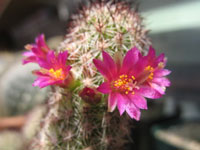 Mammillaria sphacelata