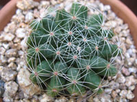 Mammillaria sphaerica