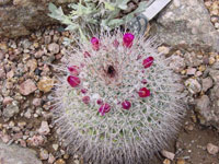 Mammillaria standleyi