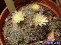 Mammillaria stella-de-tacubaya