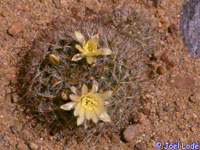 Mammillaria stella-de-tacubaya