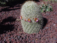 Mammillaria supertexta