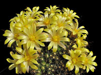 Mammillaria surculosa