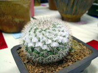 Mammillaria tayloriorum