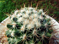 Mammillaria tayloriorum