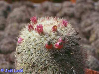 Mammillaria tayloriorum