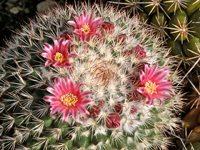 Mammillaria tayloriorum