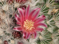 Mammillaria tayloriorum