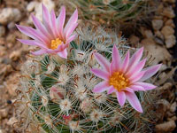 Mammillaria tepexicensis