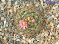 Mammillaria tepexicensis