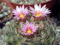 Mammillaria tepexicensis