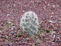 Mammillaria tetrancistra