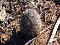 Mammillaria tetrancistra