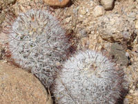 Mammillaria tetrancistra