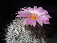 Mammillaria tetrancistra