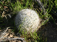 Mammillaria tetrancistra