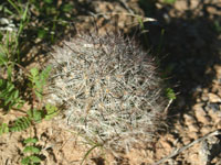 Mammillaria tetrancistra