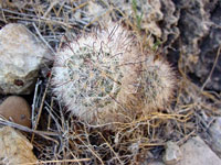 Mammillaria tetrancistra