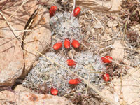 Mammillaria tetrancistra