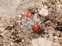 Mammillaria tetrancistra