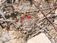 Mammillaria tetrancistra