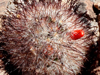 Mammillaria tetrancistra