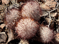 Mammillaria tetrancistra