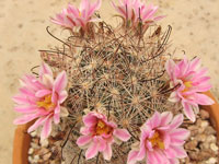 Mammillaria tetrancistra