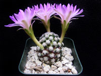 Mammillaria theresae