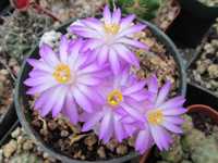 Mammillaria theresae