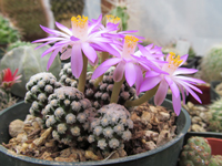 Mammillaria theresae