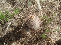 Mammillaria thornberi