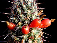 Mammillaria thornberi