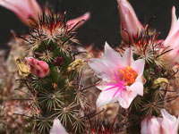 Mammillaria thornberi