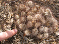 Mammillaria thornberi