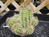 Matucana tuberculata