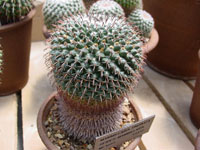 Mammillaria uncinata