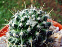 Mammillaria varieaculeata