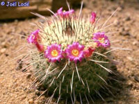 Mammillaria varieaculeata