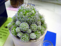 Mammillaria vetula