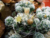 Mammillaria vetula