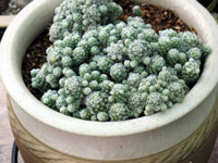 Mammillaria vetula