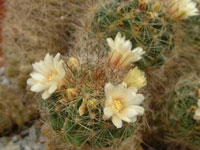 Mammillaria vetula