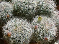 Mammillaria vetula