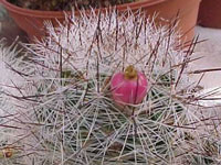 Mammillaria vetula